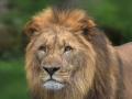 Ve zlínské zoo vznikne první záchranné centrum pro lvy v ČR. S financováním pomůže i veřejnost