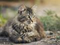 Ve Valašském Meziříčí si pochvalují kastrační program pro kočky