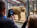 Zlínská zoo umožní veřejnosti nahlédnout do chovného zařízení pro slony. Kapacita prohlídek je ale omezená