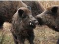 Přemnožená divoká prasata dál trápí Zlín. Za uloveného divočáka město vyplácí 5000 korun 