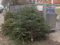 V Hradišti opět začne sběr vysloužilých vánočních stromků