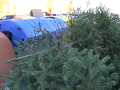 Svoz vánočních stromků v Hodoníně potrvá přibližně do poloviny února