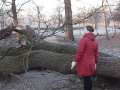 Padlý strom v zámeckém parku ve Veselí poslouží krasci dubovému