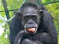 Hodonínská zoo přišla o Zuzanu. Oblíbená šimpanzice se dožila 51 let