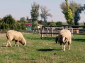 Mikroregion Buchlov vyhlásil videosoutěž Folklor a tradice okolo Buchlova