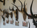 Nová stálá expozice ukáže jelenovité a turovité trofeje z celého světa