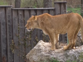 Hodonínská zoo hlásí tři mláďata lva berberského, ve světě je jich jen stovka