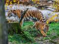 Zlínská zoo se raduje! Malý tygřík zvládl těžší start do života a má se čile k světu