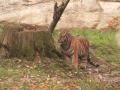 Zlínská zoo je vyhledávaná i díky úspěšným odchovům