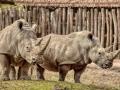 Smutek ve zlínské zoo. Nosorožčí mládě krátce po porodu uhynulo