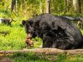 Medvěd Jiří už se zabydluje v ostravské zoo. Transport v bedně zvládl na jedničku