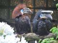 Zlínská zoo zabodovala v soutěži Bílý slon. Zoologického „Oscara“ získala za odchov zoborožce hrubozobého