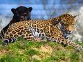 Světový úspěch ve zlínské zoo! Jaguářímu páru se narodil první potomek