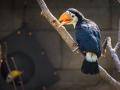 Další chovatelský „majstrštyk“! V Zoo Zlín se poprvé v historii vylíhla mláďata tukanů obrovských