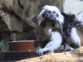 Návštěvníci hodonínské zoo mohou vidět mláďata tamarínů a zeber
