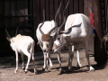 Týden pro pralesy věnovala zoo šelmám, hadům i antilopám