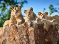 Zlínskou zoo od začátku roku navštívilo 700 000 lidí. Padne letos rekord?