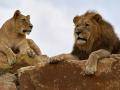Zlínská zoo otevírá první záchranné centrum pro lvy v Česku