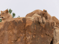 Zlínská zoo otevřela první lví záchranné centrum v Česku 