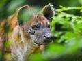 Ve zlínské zoo uhynula hyena Jilly. Selhalo jí srdce
