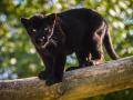 Milované děvče nebo květinka. Jaguáří samička ze zlínské zoo dostala krásné jméno