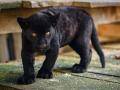 Zlínská zoo chystá křest jaguáří princezny. O jménu rozhodují fanoušci