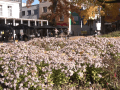 Ocenění Park čtvrtstoletí získal park Komenského